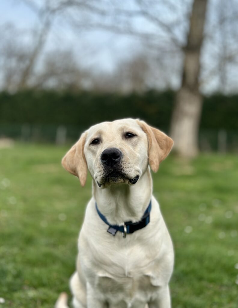 Vixie ne deviendra pas chien guide ( portrait de Vixie, assise dans l'herbe)