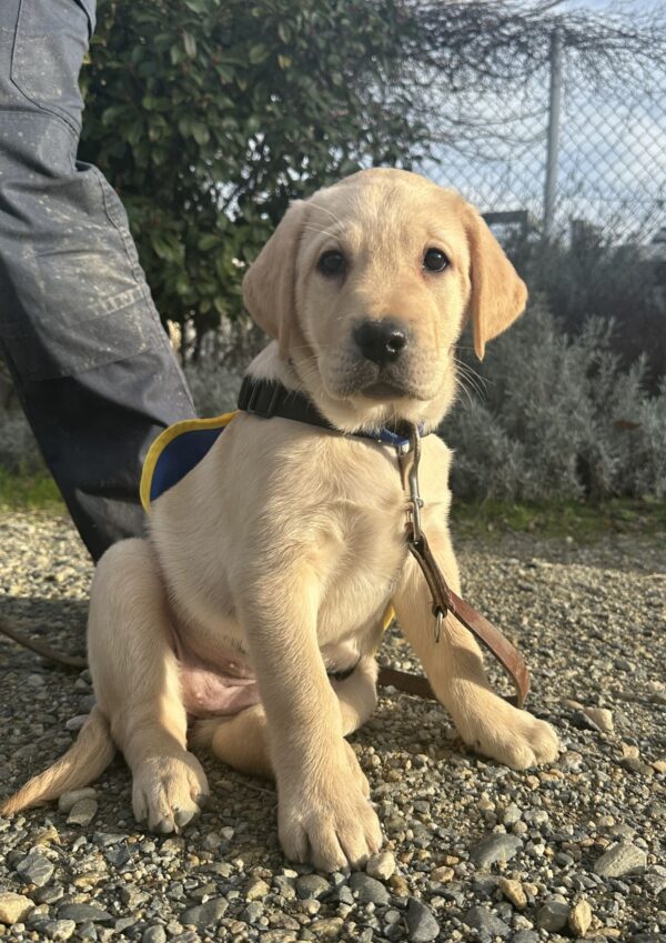 chiot labrador sable regarde la caméra