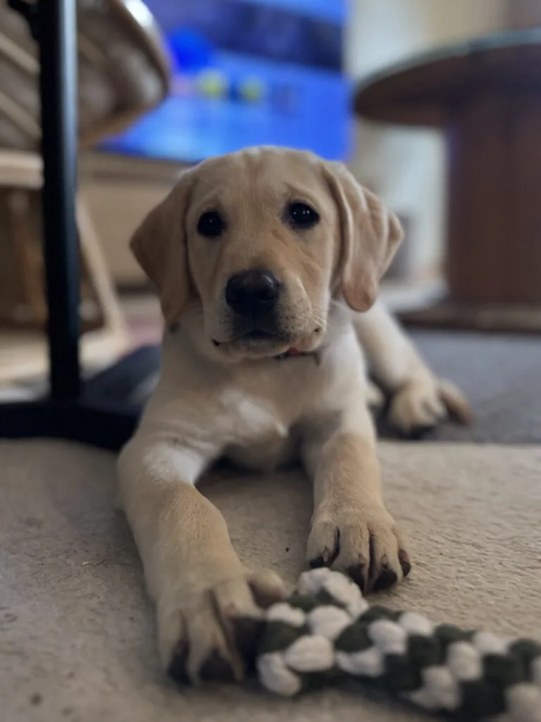 Un chiot labrador sable couché face à la caméra avec un jouet en corde entre les mains.