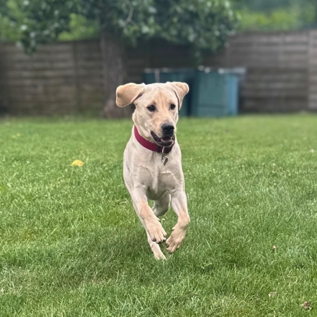 Arlo qui joue avec Orna dans le parc