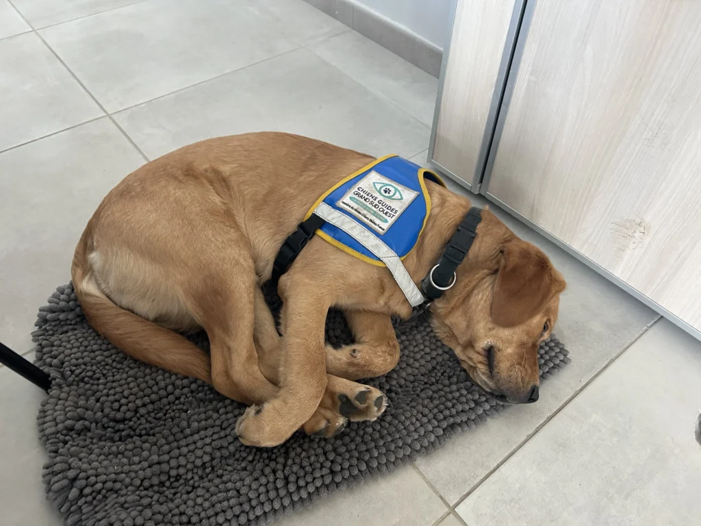 Atomic fait la sieste sur un tapis tout en portant son dossard d'élève chien guide