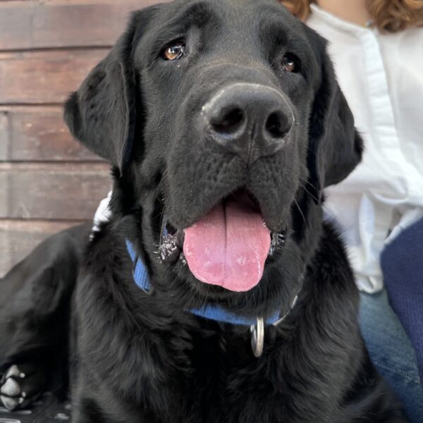 Aribo, labrador noir élève chien guide prend la pose devant la caméra