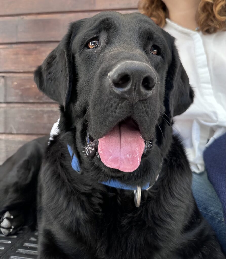 Aribo, labrador noir élève chien guide prend la pose devant la caméra