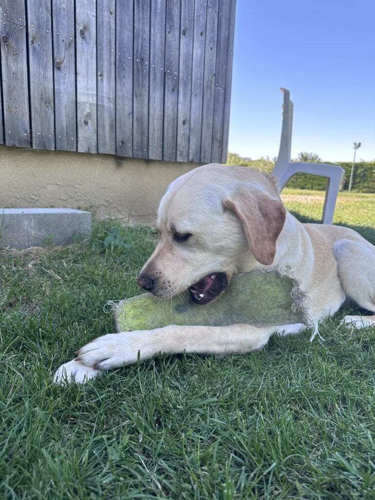 Violette s'amuse avec un jouet, couchée dans l'herbe