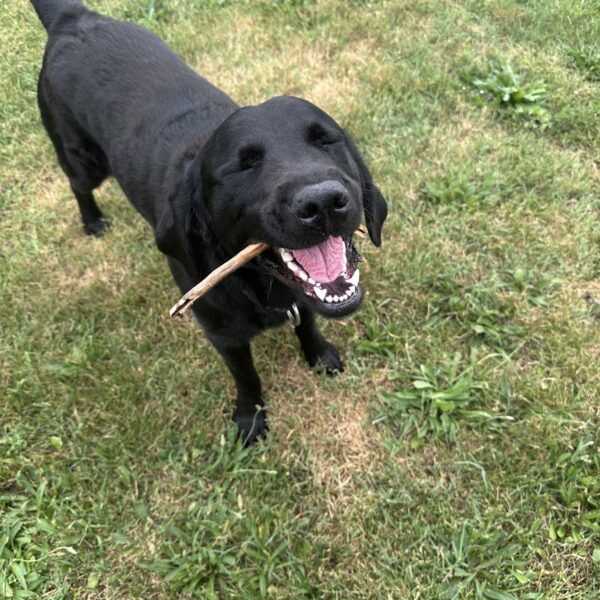 Aribo, Labrador Noir s'amuse dans l'herbe avec un bâton en gueule