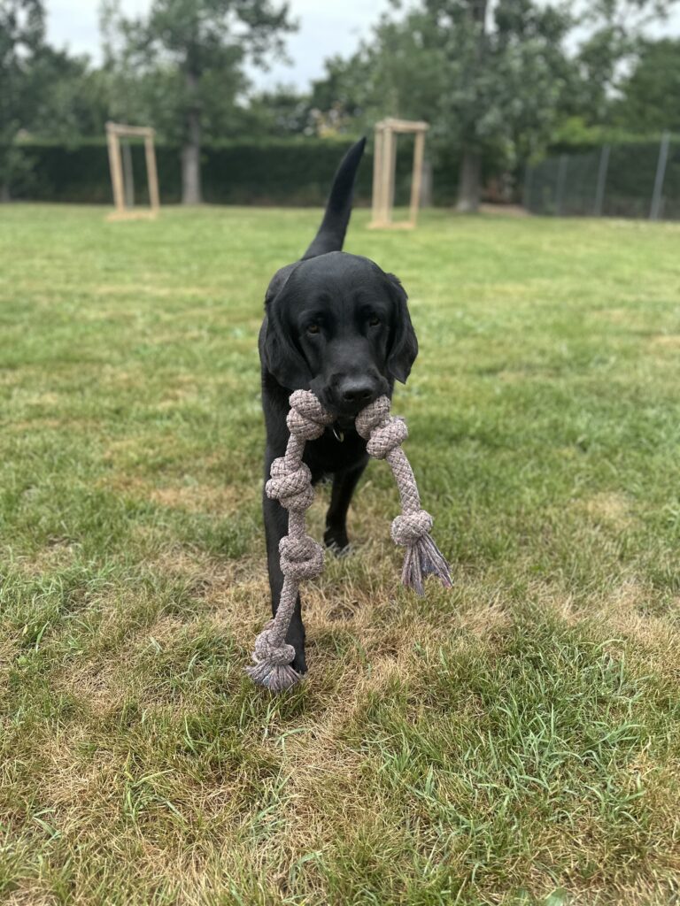 Aribo, Labrador Noir s'amuse dans l'herbe avec une corde