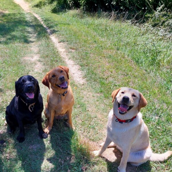 trois adorables chiens assis dans la campagne