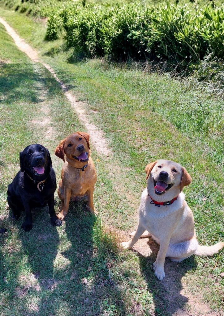 trois adorables chiens assis dans la campagne