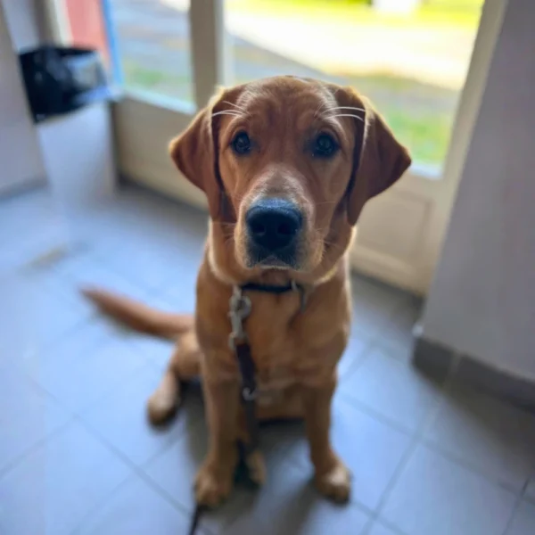Atomic chiot labrador croisé golden est assis et regarde la camera
