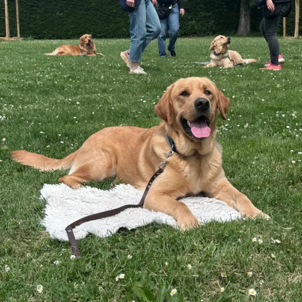Ace, labrador croisé golden est couché dans l'herbe sur un tapis et regarde la caméra en souriant