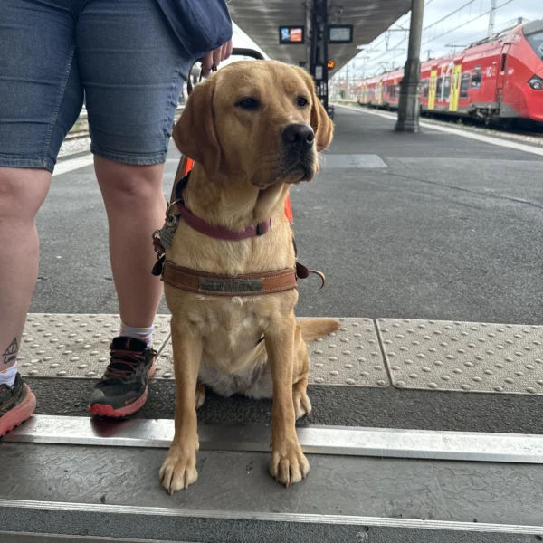 Labrador sable en harnais de guidage assis sur un quai de gare, à côté de sa maîtresse déficiente visuelle, avec un train SNCF rouge en arrière-plan et une bande d'éveil de vigilance au sol.