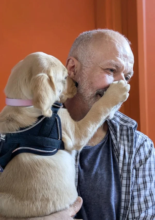 Un chiot labrador en harnais d'apprentissage pose affectueusement sa patte sur le visage d'un homme qui est sa famille d'accueuil, dans un intérieur aux murs orange.