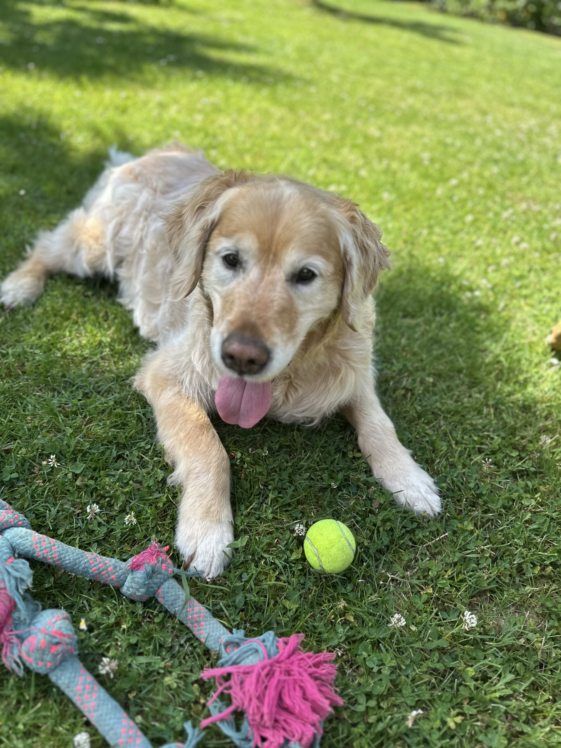 Manngo, golden retriever couleur fauve et chien guide retraité est couché et regarde la caméra en tirant la langue